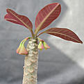 Нажмите на изображение для увеличения.

Название:	Euphorbia millotii Vohemar.jpg
Просмотров:	365
Размер:	70.8 Кб
ID:	384238
