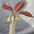 Нажмите на изображение для увеличения.

Название:	Euphorbia millotii Vohemar.jpg
Просмотров:	419
Размер:	70.8 Кб
ID:	384238