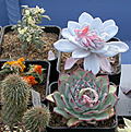 Нажмите на изображение для увеличения.

Название:	Echeveria laui_E.colorata.jpg
Просмотров:	453
Размер:	116.0 Кб
ID:	384266