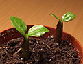 Нажмите на изображение для увеличения.

Название:	adenium obesum.jpg
Просмотров:	189
Размер:	129.9 Кб
ID:	384279