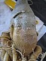 Нажмите на изображение для увеличения.

Название:	Caudex-1.JPG
Просмотров:	196
Размер:	81.0 Кб
ID:	384281