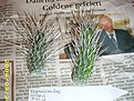 Нажмите на изображение для увеличения.

Название:	DSCI3000.JPG
Просмотров:	1290
Размер:	127.4 Кб
ID:	384320