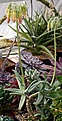 Нажмите на изображение для увеличения.

Название:	Cotyledon_cv_Octopus_IMG_6963.jpg
Просмотров:	415
Размер:	68.3 Кб
ID:	384364