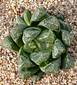 Нажмите на изображение для увеличения.

Название:	Haworthia \'Diederik\'.jpg
Просмотров:	250
Размер:	130.1 Кб
ID:	384372