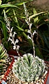 Нажмите на изображение для увеличения.

Название:	Haworthia_bolusii_JDV87-186_Graaff_Reinet_IMG_7204.jpg
Просмотров:	216
Размер:	103.2 Кб
ID:	384375