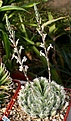 Нажмите на изображение для увеличения.

Название:	Haworthia_bolusii_JDV87-186_Graaff_Reinet_IMG_7204.jpg
Просмотров:	188
Размер:	103.2 Кб
ID:	384375