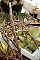 Нажмите на изображение для увеличения.

Название:	Ceropegia_stapeliaeformis_IMG_7375.jpg
Просмотров:	180
Размер:	78.7 Кб
ID:	384376