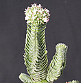 Нажмите на изображение для увеличения.

Название:	 Crassula Buddhas Temple.jpg
Просмотров:	410
Размер:	84.9 Кб
ID:	384377