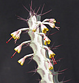 Нажмите на изображение для увеличения.

Название:	Euphorbia greenwayi.jpg
Просмотров:	409
Размер:	70.5 Кб
ID:	384381