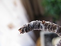 Нажмите на изображение для увеличения.

Название:	IMG_0805.JPG
Просмотров:	172
Размер:	48.0 Кб
ID:	384382
