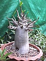 Нажмите на изображение для увеличения.

Название:	golden crown 01.jpg
Просмотров:	182
Размер:	49.3 Кб
ID:	384407