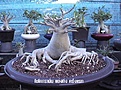 Нажмите на изображение для увеличения.

Название:	Golden Crown 02.jpg
Просмотров:	176
Размер:	50.8 Кб
ID:	384408