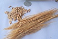 Нажмите на изображение для увеличения.

Название:	Seeds.JPG
Просмотров:	170
Размер:	65.7 Кб
ID:	384455