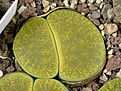 Нажмите на изображение для увеличения.

Название:	c36b Lithops lesliei ssp. lesliei v. lesliei \'Storms’s Albinigold\'.jpg
Просмотров:	306
Размер:	40.9 Кб
ID:	384456