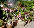 Нажмите на изображение для увеличения.

Название:	adenium_6408.jpg
Просмотров:	200
Размер:	133.8 Кб
ID:	384502