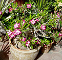 Нажмите на изображение для увеличения.

Название:	adenium_64081.jpg
Просмотров:	196
Размер:	156.9 Кб
ID:	384503
