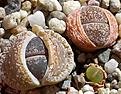 Нажмите на изображение для увеличения.

Название:	Lithops lesliei ssp. lesliei v. venteri.jpg
Просмотров:	306
Размер:	218.7 Кб
ID:	384509