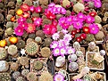 Нажмите на изображение для увеличения.

Название:	IMG_1837.jpg
Просмотров:	814
Размер:	141.2 Кб
ID:	384513