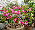 Нажмите на изображение для увеличения.

Название:	adenium_11406.jpg
Просмотров:	192
Размер:	137.0 Кб
ID:	384518