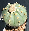 Нажмите на изображение для увеличения.

Название:	astrophytum_asterias.jpg
Просмотров:	362
Размер:	42.4 Кб
ID:	384519