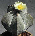 Нажмите на изображение для увеличения.

Название:	astrophytum_myriostigma._face.jpg
Просмотров:	281
Размер:	48.2 Кб
ID:	384520