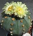 Нажмите на изображение для увеличения.

Название:	astrophytum_asterias._face.jpg
Просмотров:	383
Размер:	26.1 Кб
ID:	384521