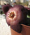 Нажмите на изображение для увеличения.

Название:	Stapelia-revoluta.JPG
Просмотров:	215
Размер:	97.5 Кб
ID:	384522