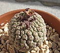 Нажмите на изображение для увеличения.

Название:	cactiformis2008.JPG
Просмотров:	161
Размер:	208.4 Кб
ID:	384535