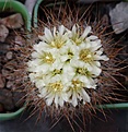 Нажмите на изображение для увеличения.

Название:	Stenocactus-spec.jpg
Просмотров:	369
Размер:	30.8 Кб
ID:	384538