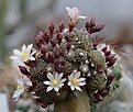 Нажмите на изображение для увеличения.

Название:	Blossfeldia-spec.jpg
Просмотров:	450
Размер:	25.0 Кб
ID:	384539
