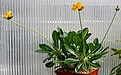 Нажмите на изображение для увеличения.

Название:	Pachypodium_denisflorum_IMG_9131.jpg
Просмотров:	183
Размер:	75.5 Кб
ID:	384551