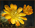 Нажмите на изображение для увеличения.

Название:	Rebutia sp.( monstr.).20080429_1.jpg
Просмотров:	141
Размер:	65.8 Кб
ID:	384555