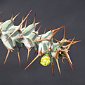 Нажмите на изображение для увеличения.

Название:	Euphorbia persistens.jpg
Просмотров:	257
Размер:	73.7 Кб
ID:	384561
