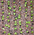 Нажмите на изображение для увеличения.

Название:	??????_Pseudolithos.jpg
Просмотров:	316
Размер:	152.9 Кб
ID:	384563