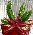 Нажмите на изображение для увеличения.

Название:	Stapelia_hirsuta_IMG_9511.jpg
Просмотров:	146
Размер:	113.3 Кб
ID:	384593