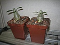 Нажмите на изображение для увеличения.

Название:	Adenium обрезанные сеянцы (3мес).jpg
Просмотров:	179
Размер:	90.2 Кб
ID:	384594