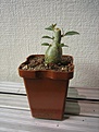 Нажмите на изображение для увеличения.

Название:	Adenium обрезанный сеянец через 2 недели.jpg
Просмотров:	172
Размер:	168.6 Кб
ID:	384595