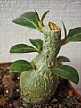 Нажмите на изображение для увеличения.

Название:	Adenium через 2 нед.jpg
Просмотров:	182
Размер:	120.1 Кб
ID:	384596