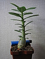 Нажмите на изображение для увеличения.

Название:	Adenium “PINK”.jpg
Просмотров:	160
Размер:	143.8 Кб
ID:	384598