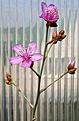 Нажмите на изображение для увеличения.

Название:	Cistanthe_guadalupensis_IMG_9538.jpg
Просмотров:	184
Размер:	59.9 Кб
ID:	384615