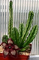Нажмите на изображение для увеличения.

Название:	Stapelia_gettleffii_IMG_9602.jpg
Просмотров:	151
Размер:	74.1 Кб
ID:	384619