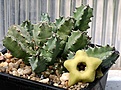 Нажмите на изображение для увеличения.

Название:	Huernia_bayeri_Blochroatz_IMG_9616.jpg
Просмотров:	147
Размер:	87.0 Кб
ID:	384620