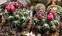 Нажмите на изображение для увеличения.

Название:	Gymnocalycium_pflanzii_fruits_IMG_9708.jpg
Просмотров:	197
Размер:	145.5 Кб
ID:	384631