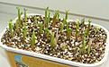 Нажмите на изображение для увеличения.

Название:	adenium_seedlings.jpg
Просмотров:	192
Размер:	144.1 Кб
ID:	384659