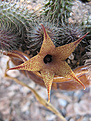 Нажмите на изображение для увеличения.

Название:	Huernia pillansii.jpg
Просмотров:	178
Размер:	179.8 Кб
ID:	384661