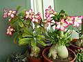 Нажмите на изображение для увеличения.

Название:	Adenium multiflorum and obesum1а.jpg
Просмотров:	190
Размер:	147.3 Кб
ID:	384664