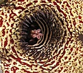 Нажмите на изображение для увеличения.

Название:	IMG_5451.JPG
Просмотров:	183
Размер:	138.4 Кб
ID:	384688