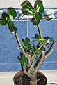 Нажмите на изображение для увеличения.

Название:	cuting for adenium.JPG
Просмотров:	195
Размер:	75.8 Кб
ID:	384749