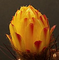 Нажмите на изображение для увеличения.

Название:	Notocactus_Knospe4.jpg
Просмотров:	123
Размер:	169.7 Кб
ID:	384755