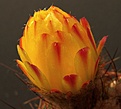 Нажмите на изображение для увеличения.

Название:	Notocactus_Knospe5.jpg
Просмотров:	136
Размер:	196.4 Кб
ID:	384756